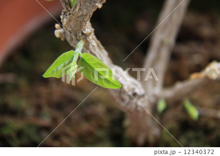 マツリカの若芽 12340372
