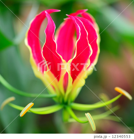 グロリオーサ 12340553