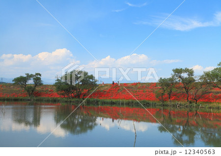 津屋川の彼岸花 津屋川の彼岸花 12340563