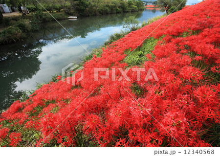 津屋川の彼岸花 12340568