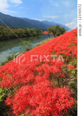 津屋川の彼岸花 12340572