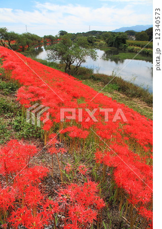 津屋川の彼岸花 12340573