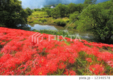 津屋川の彼岸花 津屋川の彼岸花 12340578