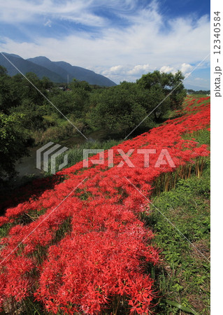 津屋川の彼岸花 12340584