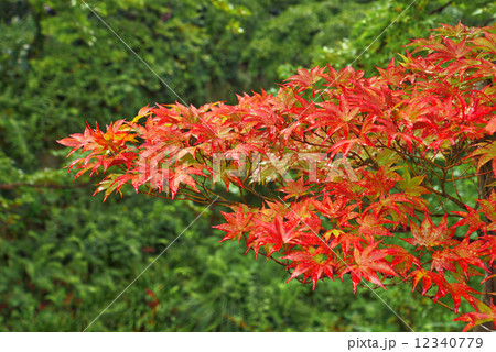 紅葉 12340779