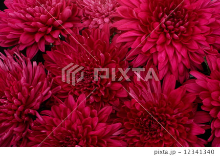 菊　大輪　供花　弔花 12341340
