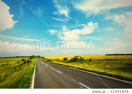 Road through the yellow sunflower field 12341856