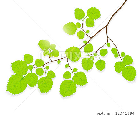 green branch tree 12341994
