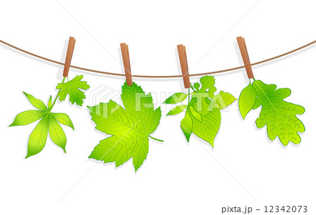 green leaves with clothespin green leaves with clothespin 12342073