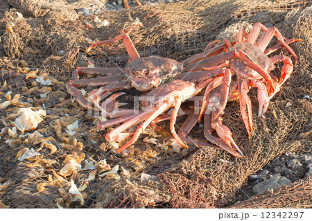 The fresh caught crabs on Kamchatka 12342297