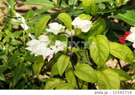 ゲンペイクサギ 12342719