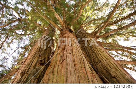 三本杉 12342907