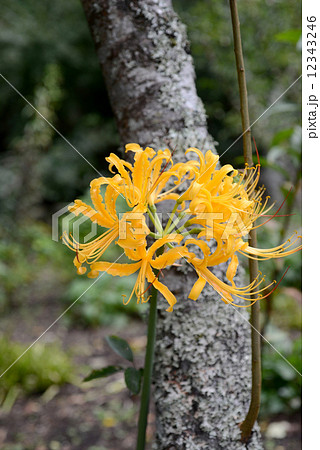 黄色い彼岸花 12343246