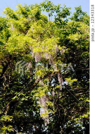 ヤマフジ 12343318