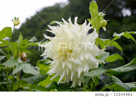 ダリアの花 12343463