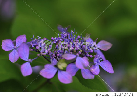 土佐の暁（アジサイ） 12343472