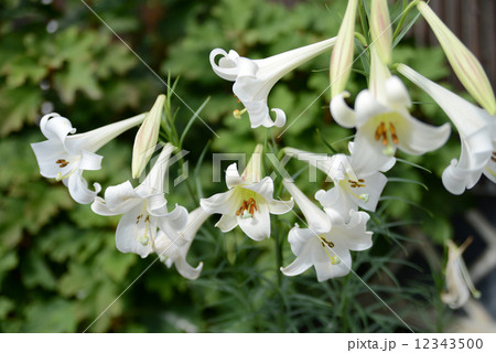 タカサゴユリの花 12343500