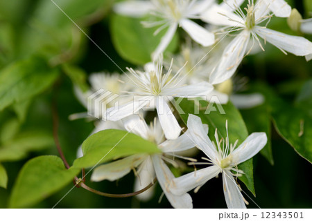 センニンソウ センニンソウ 12343501