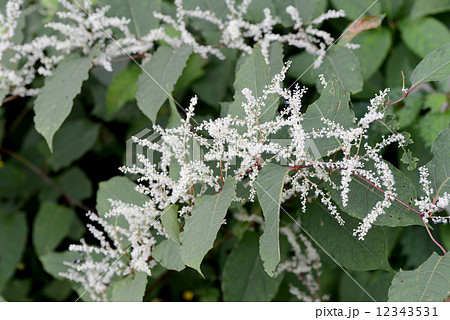 イタドリ 12343531