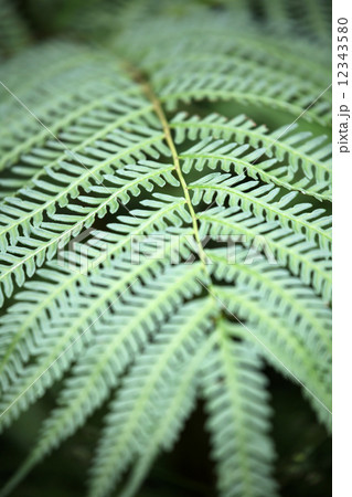 ジュウモンジシダ 12343580