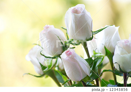 rose rose 12343856