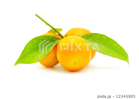 mandarin mandarin 12343905