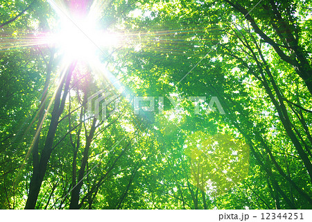 green forest 12344251