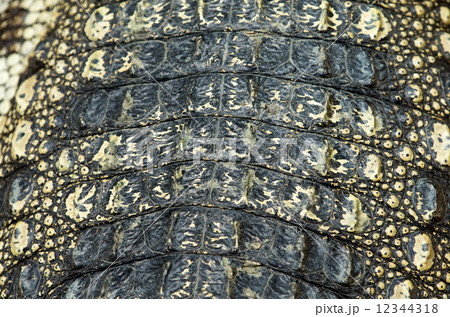 Crocodile skin texture 12344318