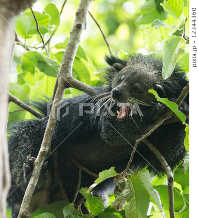 binturong binturong 12344360