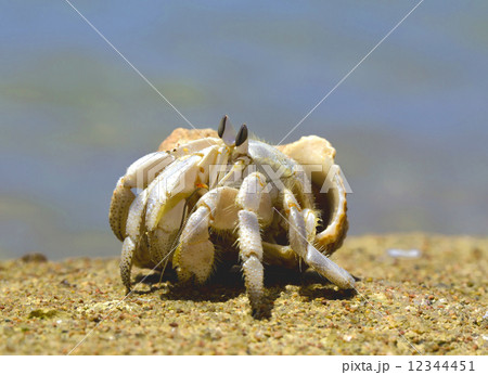 Crab 12344451