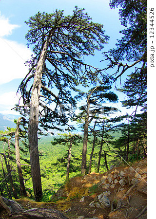 forest 12344526