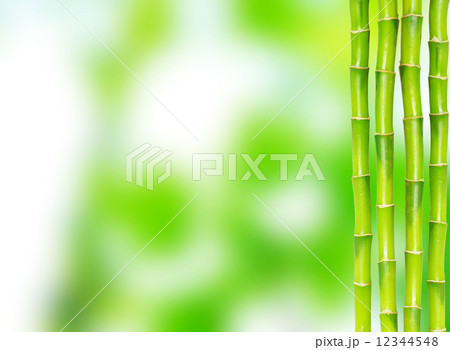 bamboo 12344548