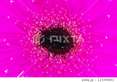 gerbera flower 12344891