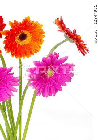 flowers gerberas flowers gerberas 12344951