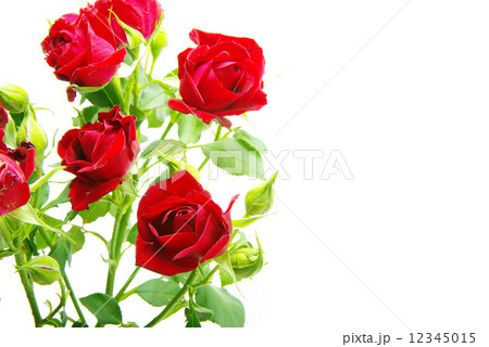 roses roses 12345015