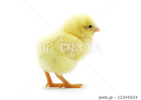 little chicken little chicken 12345024