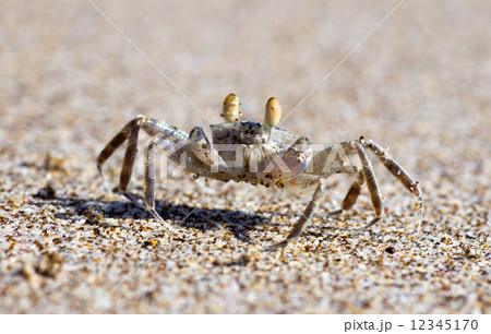 crab 12345170