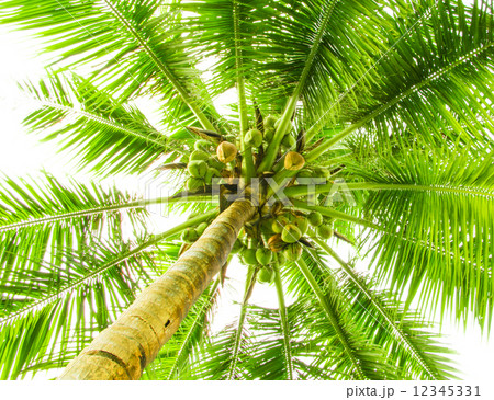 Leaves of palm tree 12345331