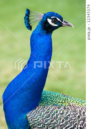 peacock 12345374