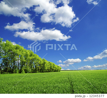 field 12345377
