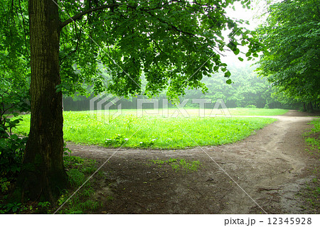 green forest green forest 12345928