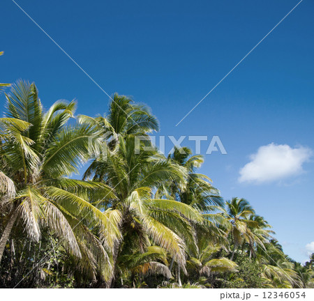 Palm tree 12346054