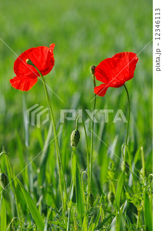 red poppy red poppy 12346113