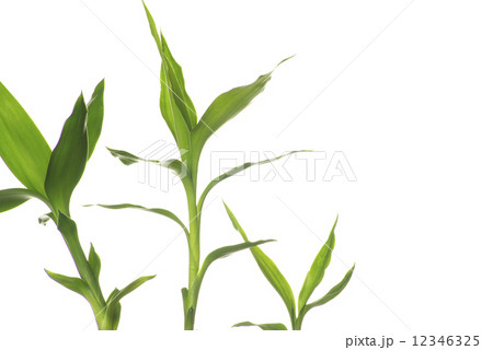 green bamboo green bamboo 12346325