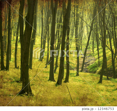 forest 12346753
