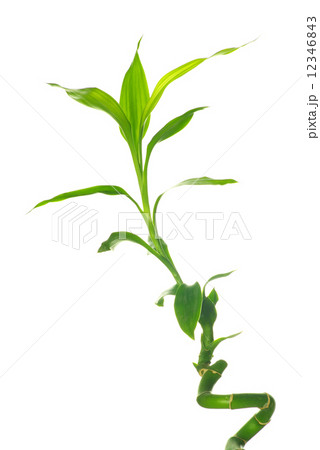 bamboo bamboo 12346843