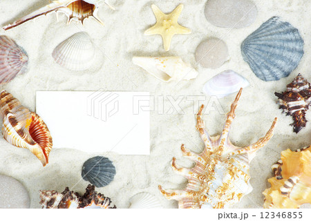 shells 12346855