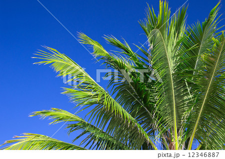 Palm tree Palm tree 12346887
