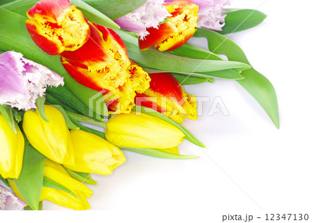 tulips tulips 12347130