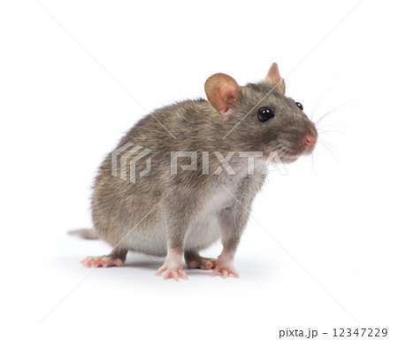 rat 12347229